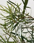 Banksia spinulosa, Koala Blooms Banksia