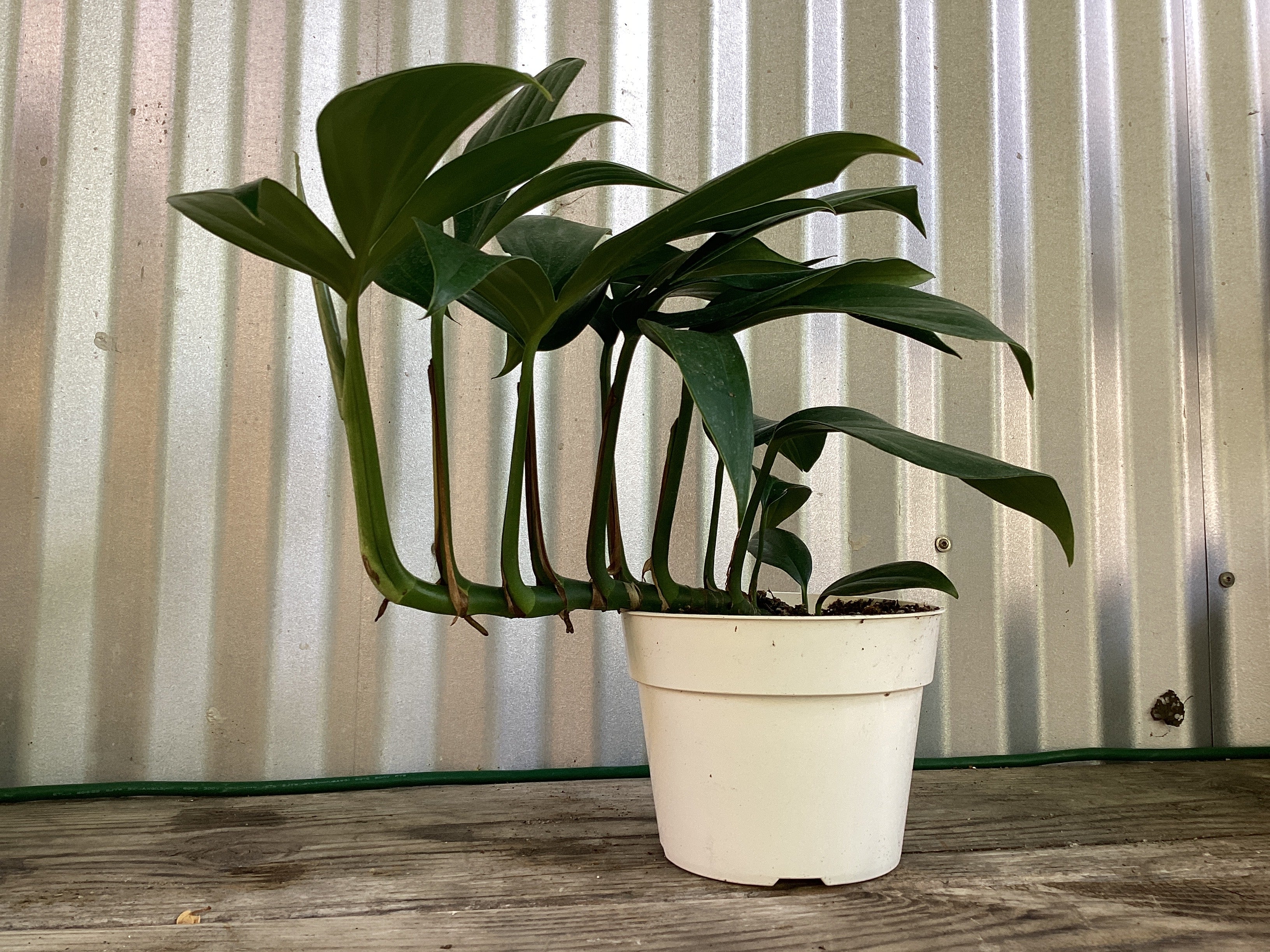 Sale! Dragon Tail Rhaphidophora decursiva House plant indoor authentic plant