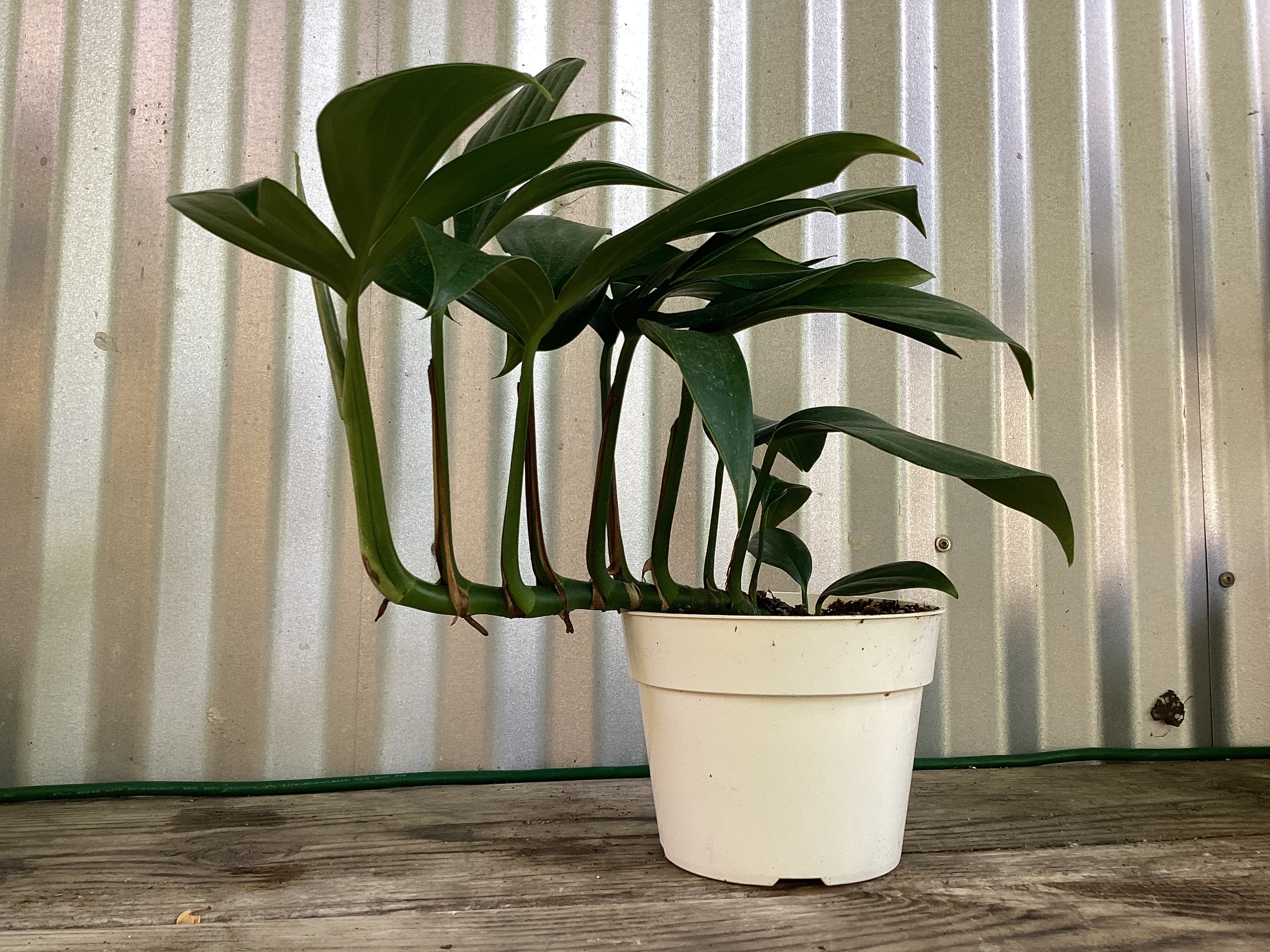 dragon tail plant indoor care Rhaphidophora decursiva 'Dragon Tail'