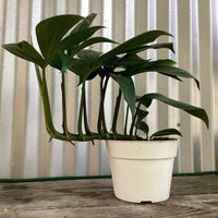 Rhaphidophora decursiva 'Dragon Tail'