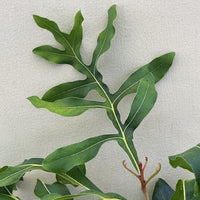 Stenocarpus sinuatus , Firewheel Tree