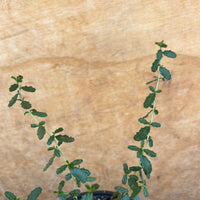 Ceanothus megacarpus, Bigpod Ceanothus foliage