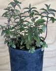 Chocolate Mint