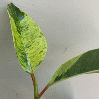 Ficus Elastica Shivereana ‘Moonshine’