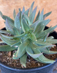 Dudleya farinosa, Bluff Lettuce