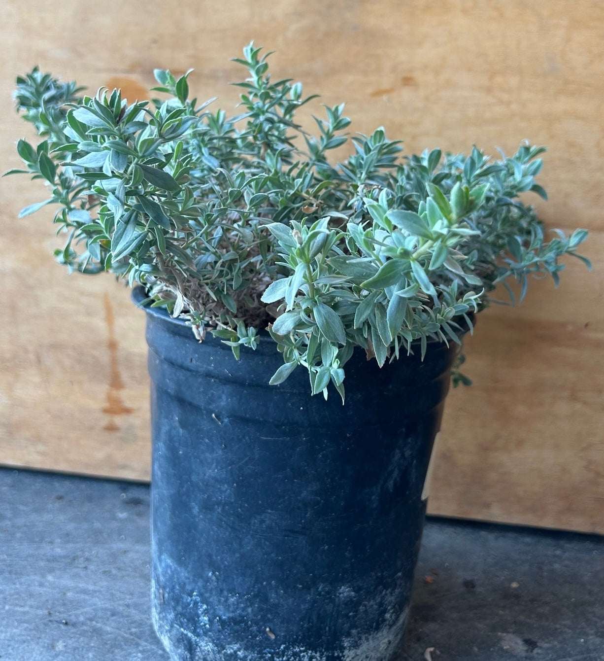Epilobium (Zauschneria) 'Wayne Silver' – Plant Material