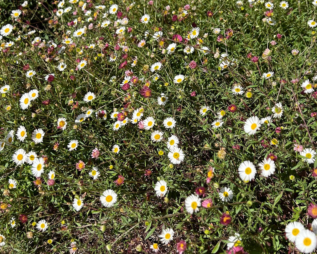 Erigeron karvinskianus, Santa Barbara Daisy Flowers