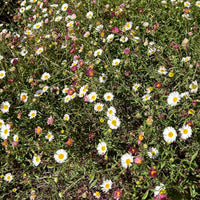 Erigeron karvinskianus, Santa Barbara Daisy Flowers