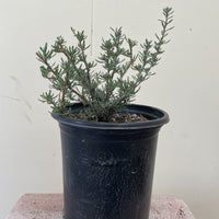 Eriogonum fasciculatum, California buckwheat