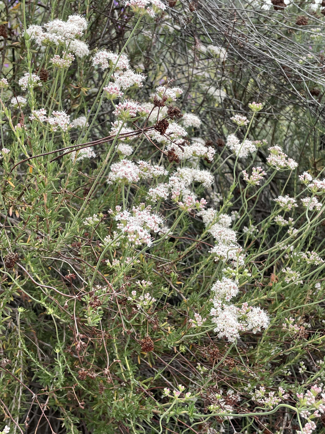 Eriogonum fasciculatum, California buckwheat