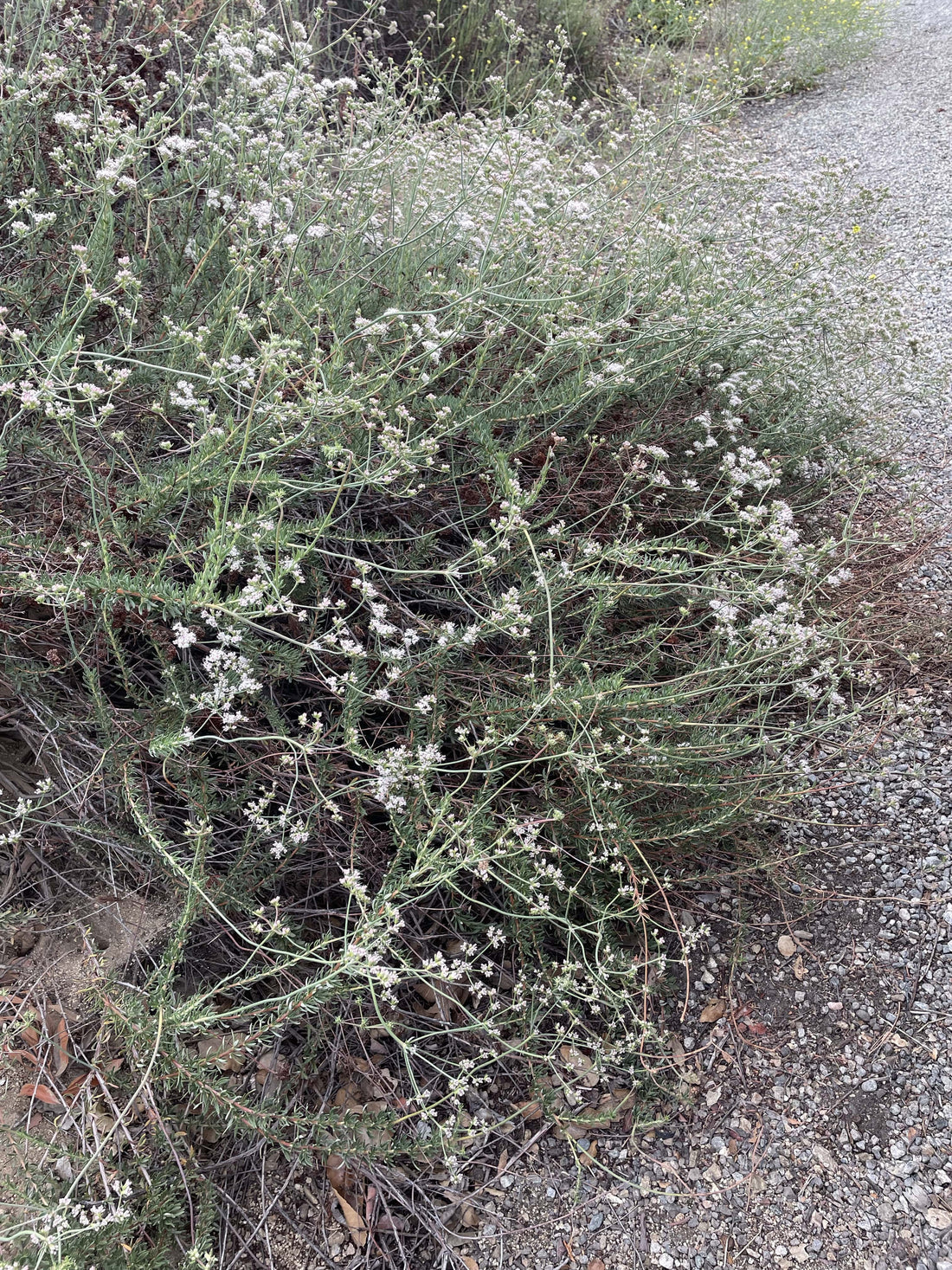Eriogonum fasciculatum, California buckwheat