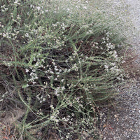 Eriogonum fasciculatum, California buckwheat