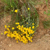 Eriophyllum confertiflorum, Golden Yarrow nature yellow flower