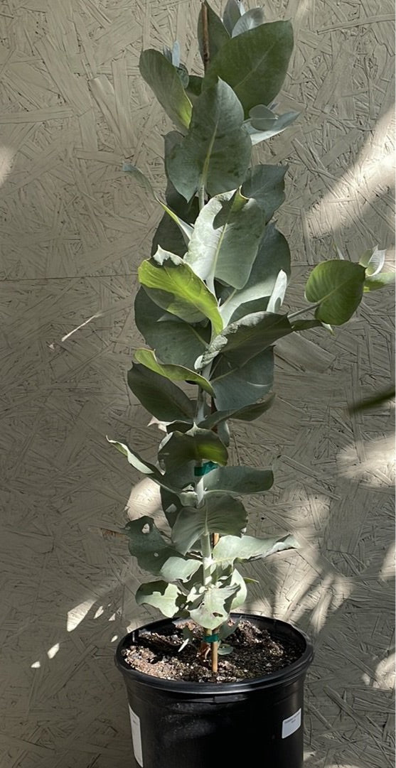 Eucalyptus macrocarpa, Rose of the West – Plant Material