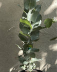 Eucalyptus macrocarpa, Rose of the West