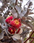 Eucalyptus macrocarpa, Rose of the West