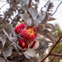 Eucalyptus macrocarpa, Rose of the West