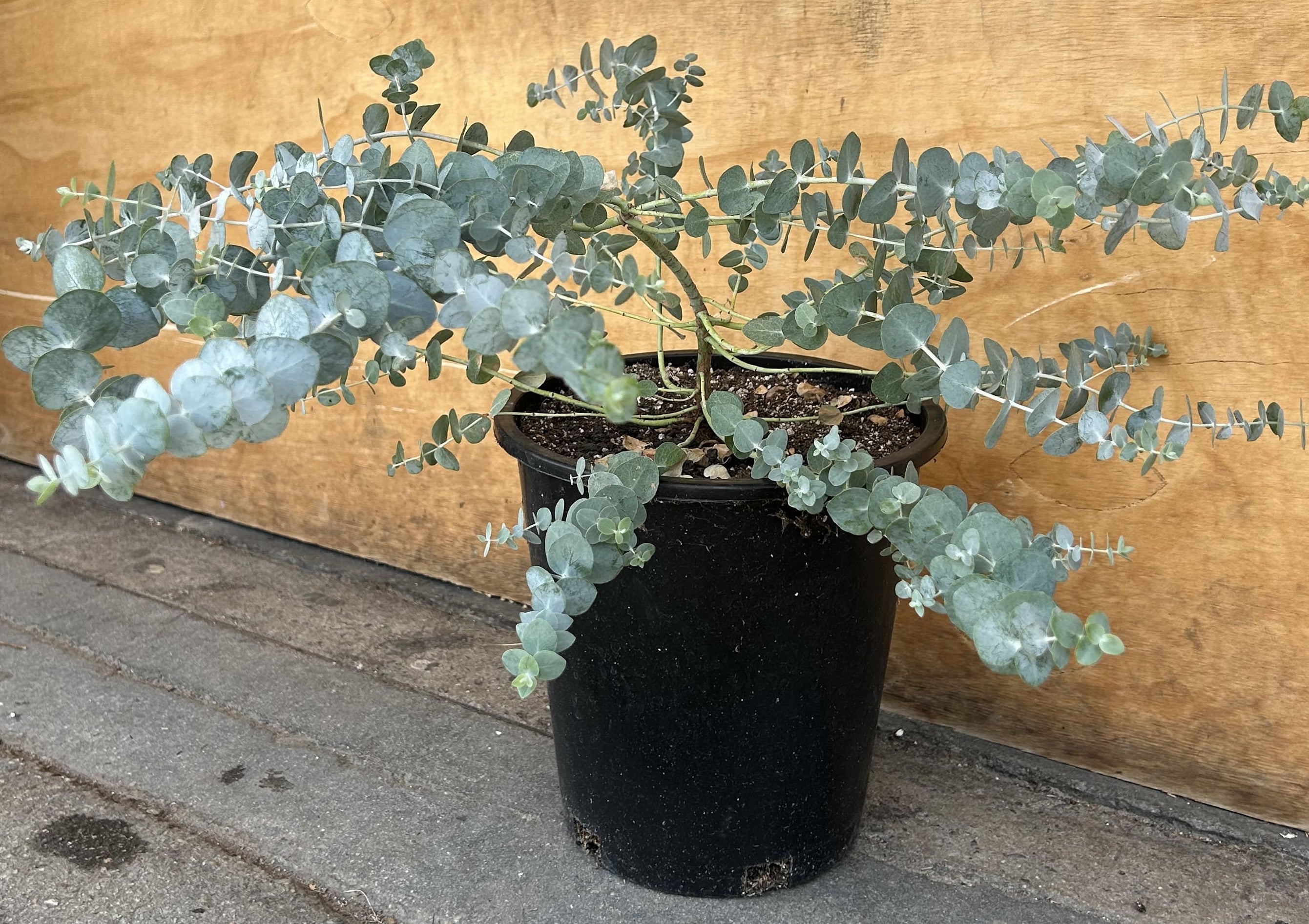 baby blue eucalyptus plant indoor Eucalyptus pulverenta 'Baby Blue'