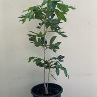 Stenocarpus sinuatus , Firewheel Tree
