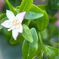 Australian Finger Lime, dwarf