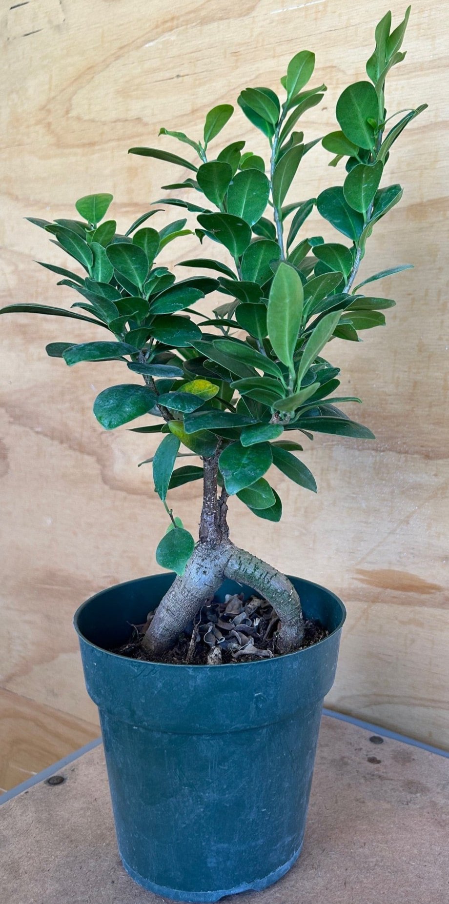 ginseng ficus bonsai tree care Ficus Bonsai Microcarpa Ginseng – Plant Material