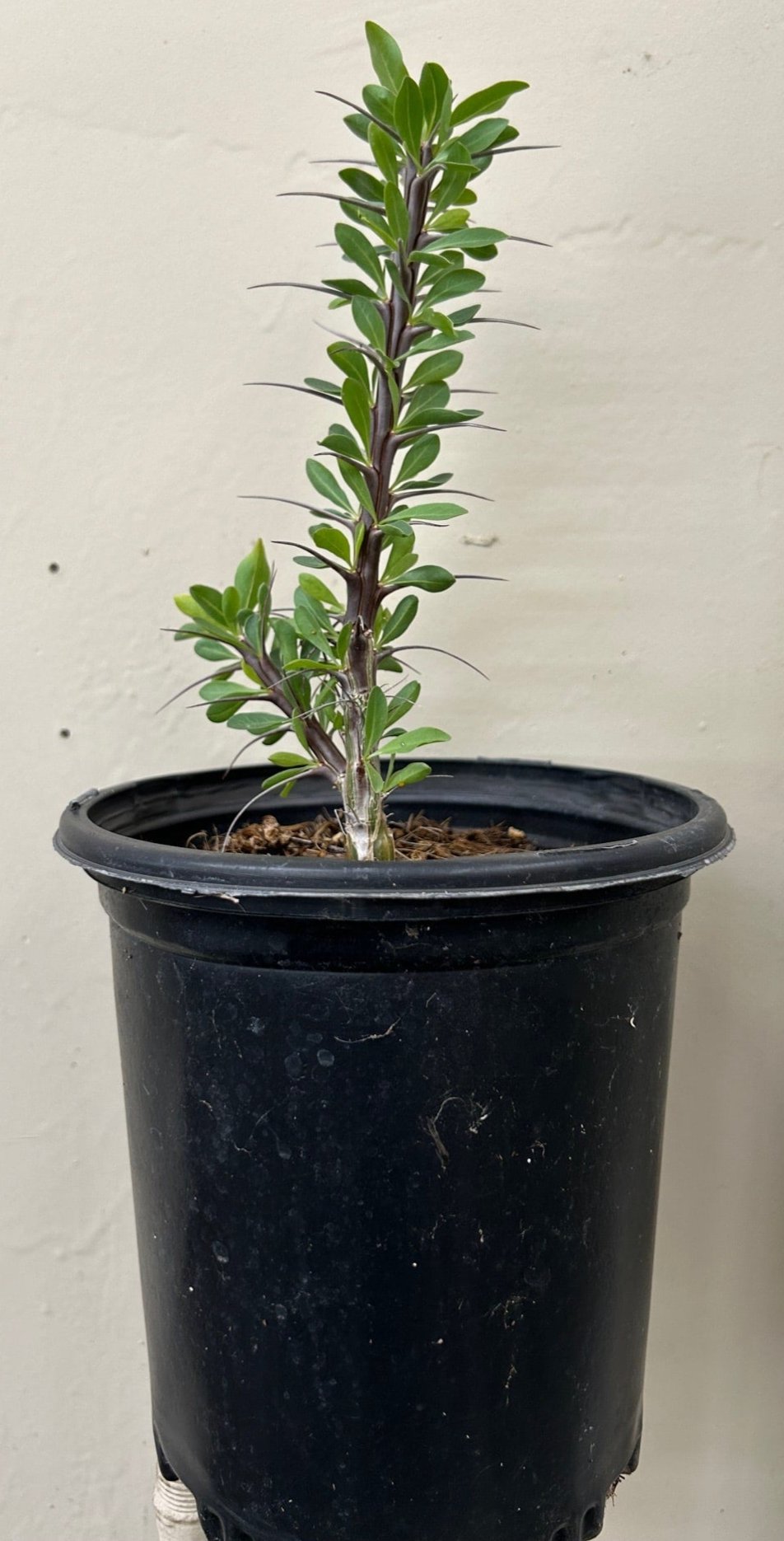 ocotillo house plant Fouquieria splendens, Ocotillo