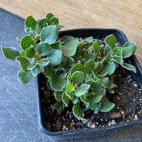 Eriogonum umbellatum var. aureum 'Kannah Creek', Golden Sulphur Flower Buckwheat