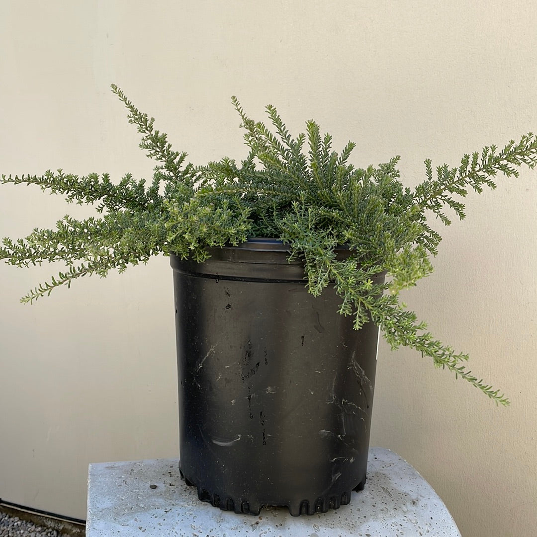 GIRUVI 「Grow on the Wall」Gracilius Grevillea lanigera 'Coastal Gem' - Coastal Gem Grevillea | PlantMaster