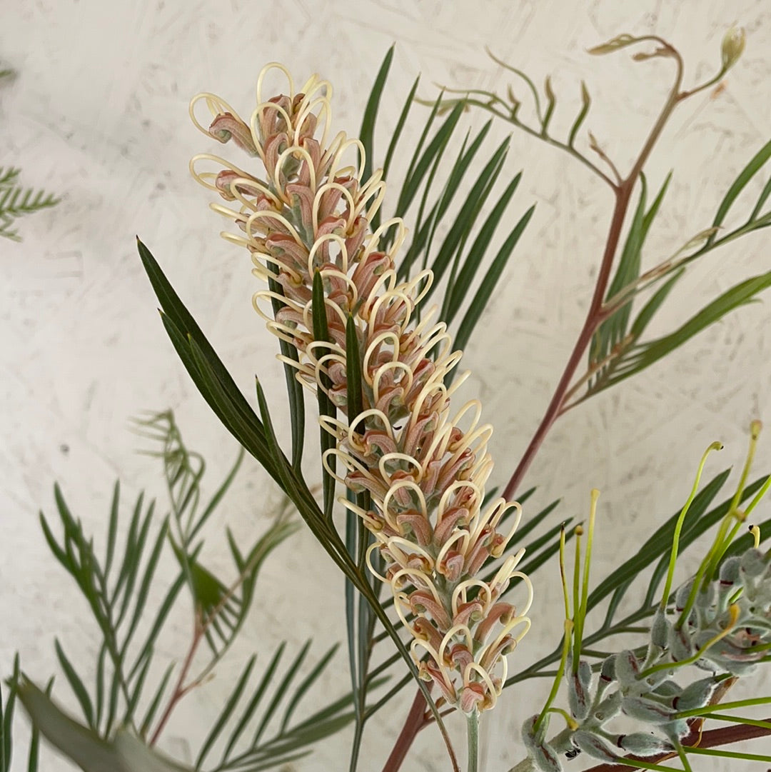 Grevillea Kay Williams – Plant Material