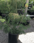 Grevillea Peaches & Cream 15 gallon