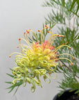 Grevillea Peaches & Cream flower