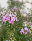 Grevillea Pink Midget Flowers