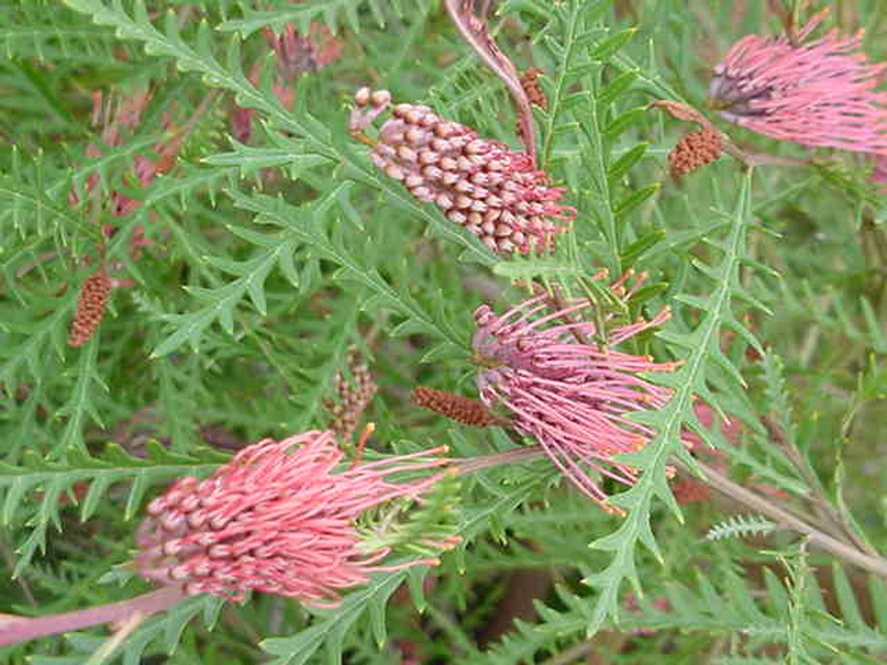Grevillea 'Ivanhoe' – Plant Material