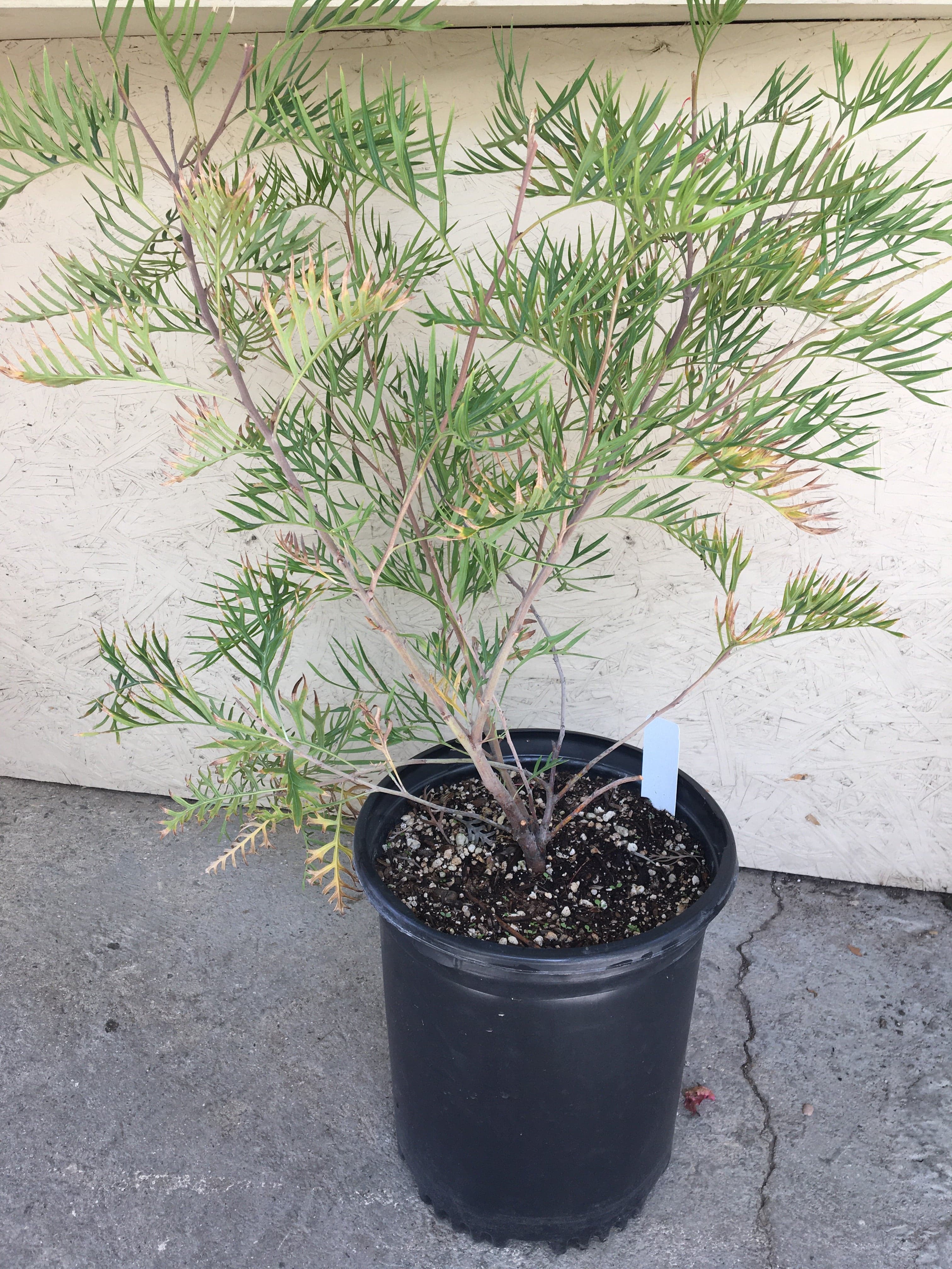 Grevillea 'Superb' – Plant Material