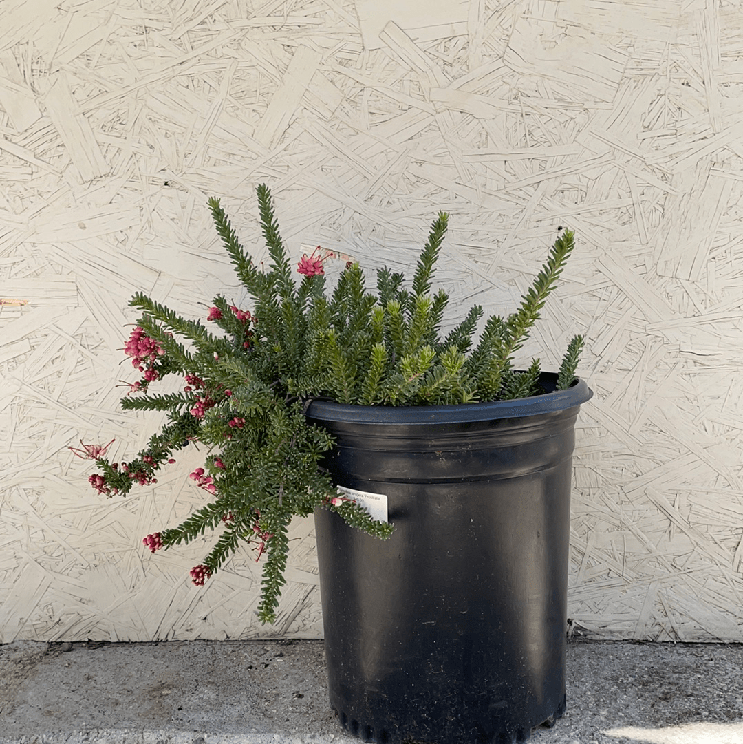 Grevillea lanigera 'Prostrata', Prostrate Woolly Grevillea – Plant