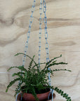 Hanging Bowl with Lip Indoor/Outdoor Planter with plant