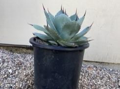 Agave parryi var truncata, Artichoke Agave
