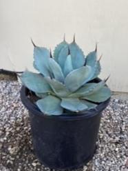 Agave parryi var truncata, Artichoke Agave