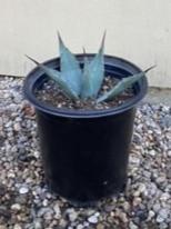 Agave parryi, Parry's agave – Plant Material