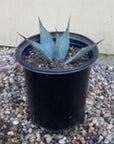 Agave parryi