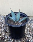 Agave parryi 5 Gallon