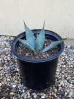 Agave parryi 5 Gallon