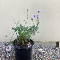 Erigeron 'WR'