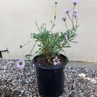 Erigeron 'WR'