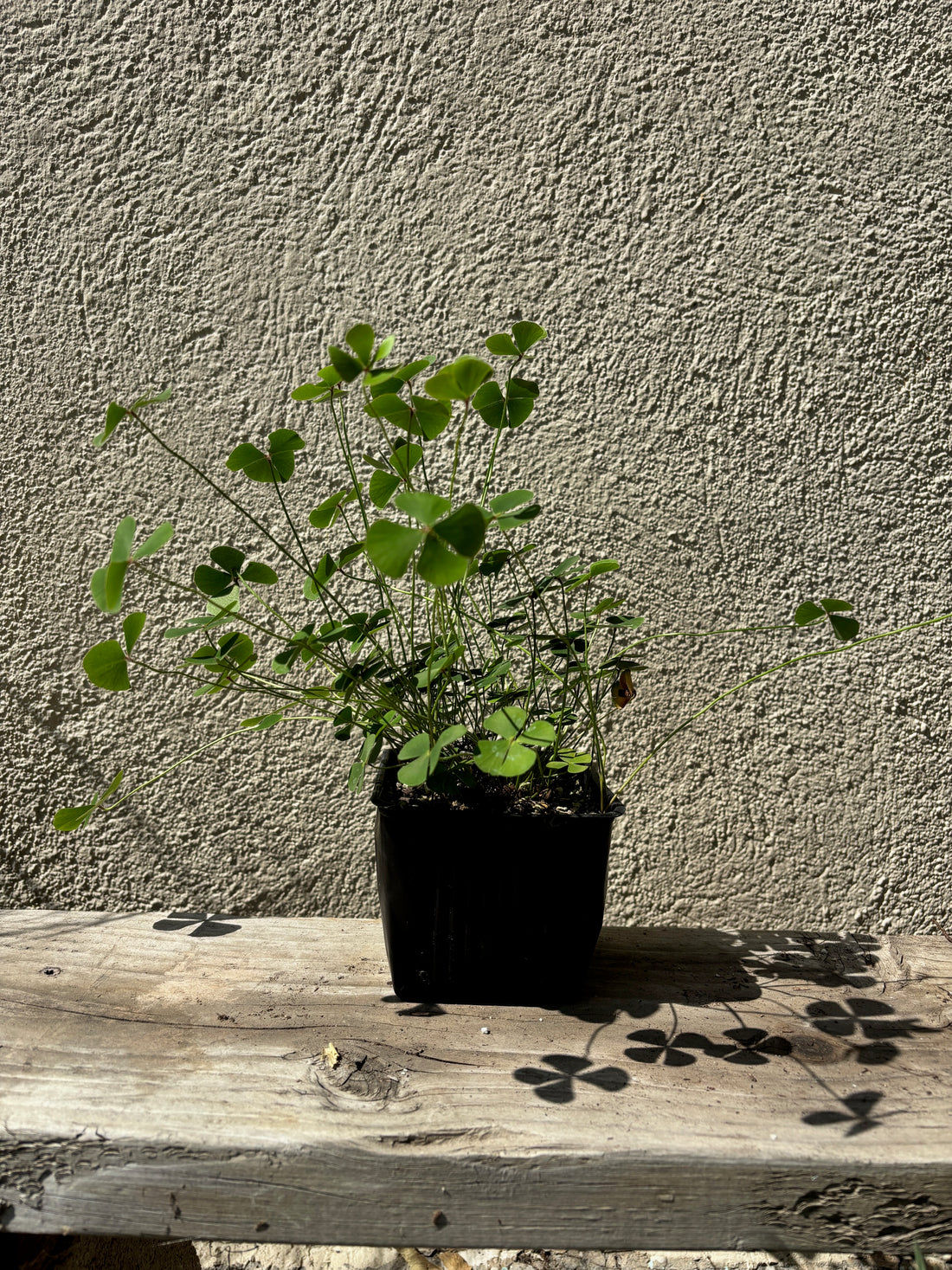 Marsilea vestita, Hairy Waterclover
