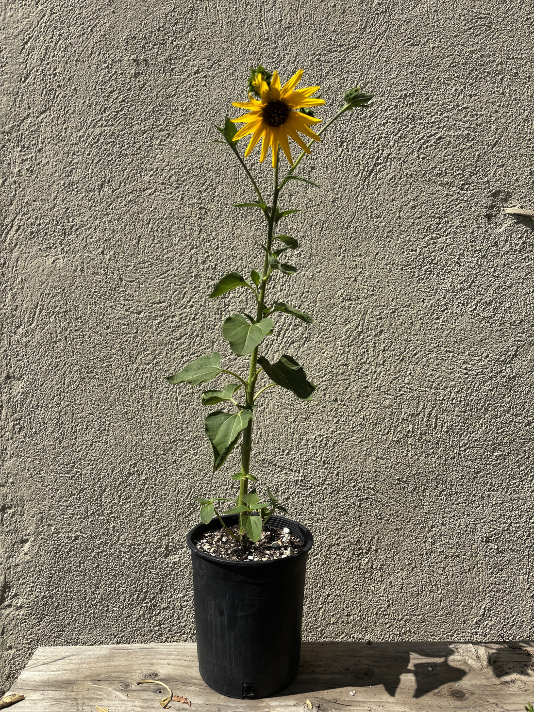 Helianthus annuus, Sunflower