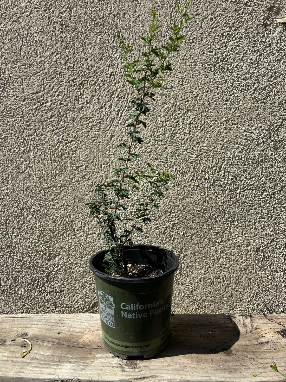 Senegalia greggii, Catclaw