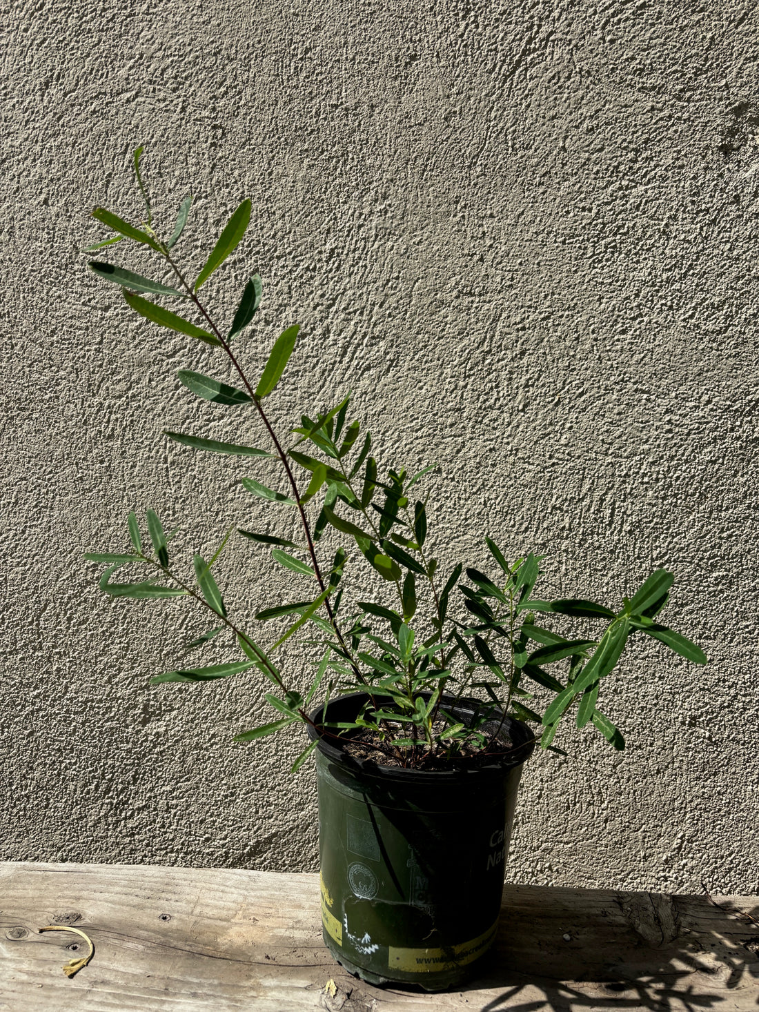 Apocynum cannabinum, Dogbane