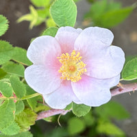Rosa californica 'First Dawn' Flower