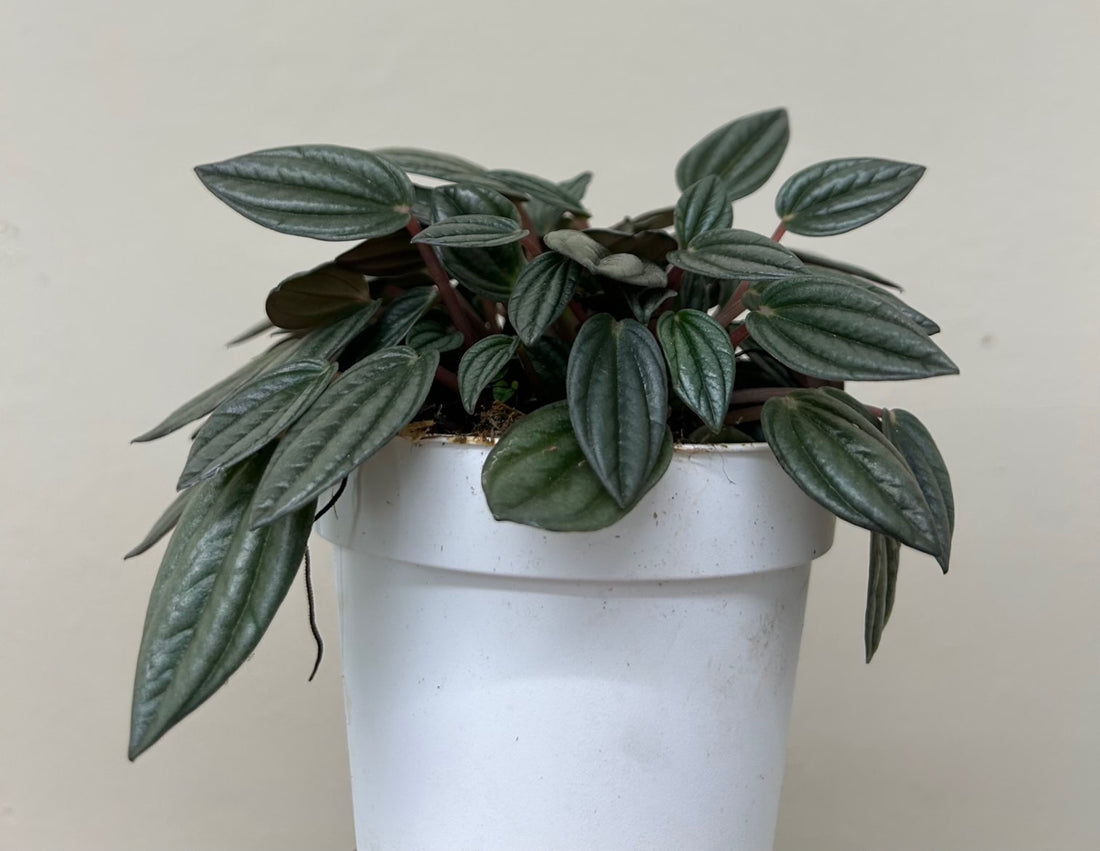 Peperomia San Marino 4"